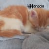 HORACIO