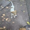 🐾 Melinda auf vier Pfoten suchen ein Zuhause🐾