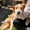 Toti -Sanfte Seele sucht Menschen mit Herz und Geduld!