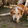 Toti -Sanfte Seele sucht Menschen mit Herz und Geduld!