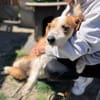 Toti -Sanfte Seele sucht Menschen mit Herz und Geduld!