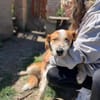 Toti -Sanfte Seele sucht Menschen mit Herz und Geduld!