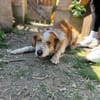 Toti -Sanfte Seele sucht Menschen mit Herz und Geduld!