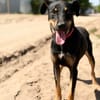 Valdo -Fröhlicher Hundemann sucht Menschen zum Ankommen