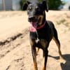 Valdo -Fröhlicher Hundemann sucht Menschen zum Ankommen
