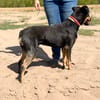 Valdo -Fröhlicher Hundemann sucht Menschen zum Ankommen