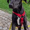Verspielte Welpin BELLA sucht ihr Für-Immer-Zuhause 🐾❤