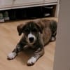 - Wunderschöne - GILDA - sucht ihre Familie!