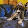 - Wunderschöne - GILDA - sucht ihre Familie!