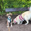 - Wunderschöne - GILDA - sucht ihre Familie!