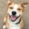 Baki -Hübscher Hundejunge sucht aktive & erfahrene Menschen!
