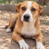 Baki -Hübscher Hundejunge sucht aktive & erfahrene Menschen!