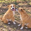 Baki -Hübscher Hundejunge sucht aktive & erfahrene Menschen!