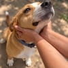 Baki -Hübscher Hundejunge sucht aktive & erfahrene Menschen!