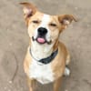 Baki -Hübscher Hundejunge sucht aktive & erfahrene Menschen!