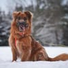 Knut, nur für Hundeprofis