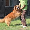 Knut, nur für Hundeprofis