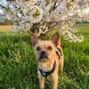 Rocky in 42859 Remscheid