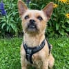 Rocky in 42859 Remscheid