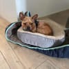 Rocky in 42859 Remscheid