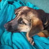 Welpe Dorie  Die treue Seele mit dem Schäferhund-Gen