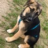 Welpe Dorie  Die treue Seele mit dem Schäferhund-Gen
