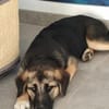 Welpe Dorie  Die treue Seele mit dem Schäferhund-Gen