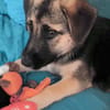 Welpe Dorie  Die treue Seele mit dem Schäferhund-Gen