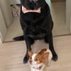 Helena sucht dringend Zuhause