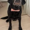 Helena sucht dringend Zuhause