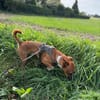 Ben sucht sein Zuhause