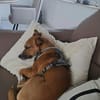 Ben sucht sein Zuhause