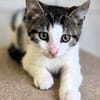 Katzenkind Titus