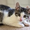 Katzenkind Titus