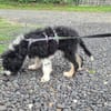 Kayden Mix Rüde 4 Monate alt in 41751 Viersen