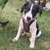 Beagle mix Shaban