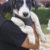 Beagle mix Shaban