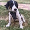 Beagle mix Shaban