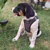 Beagle mix Shaban
