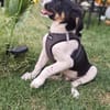 Beagle mix Shaban