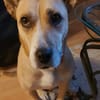 Sowa sucht dringend einen Einzelplatz!