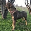 ❤ 🐾 TOM,  geb.24.04.2023, ca 40/45 cm.