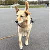 Sensible, zauberhafte, freundliche Ceci sucht