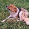 Rico 2,5 Jahre sucht Dich