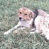 Rico 2,5 Jahre sucht Dich