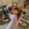 Rico 2,5 Jahre sucht Dich