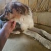 Rico 2,5 Jahre sucht Dich