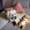 Penny sucht ein Zuhause
