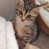 Katzenkind Ember