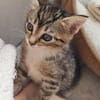 Katzenkind Ember